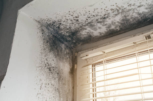 Affordable Commercial Mold Remediation solutions in Eure, NC